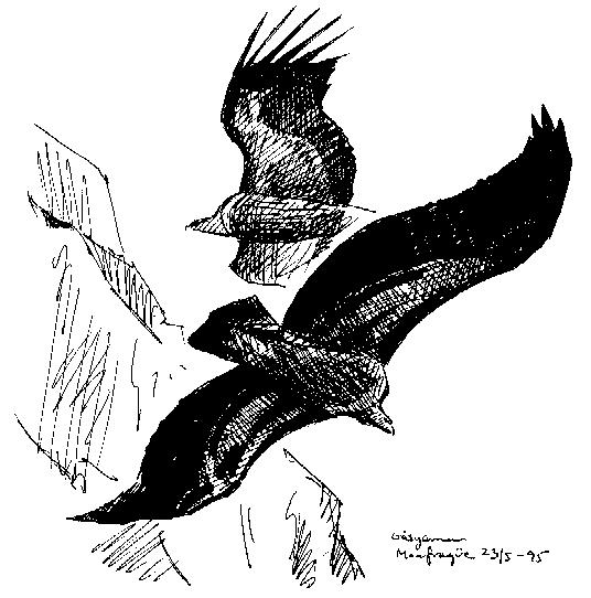 36. GLADA Milvus milvus - enstaka fåglar observerade runt Monfragüe/Trujillo och runt Coto Donana 23-25/5. 37. SMUTSGAM Neophron percnopterus - 5 ex 23/5 och 1 ex 24/5 runt Monfragüe/Trujillo. 38.