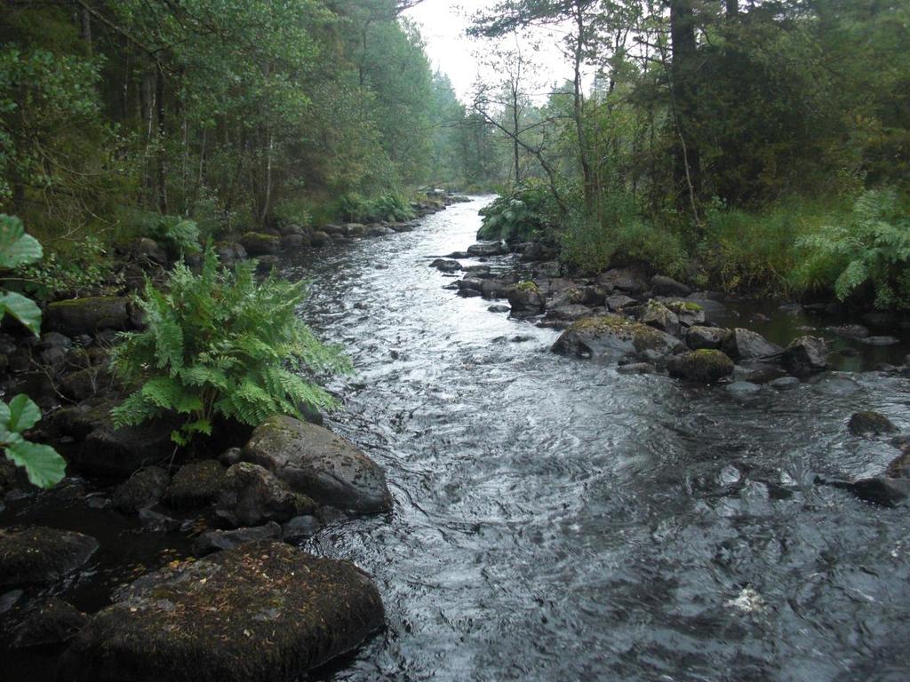 Lillån 2012 Vattendragskartering och förslag på fiskevårdsåtgärder Rensad sträcka i Lillån.