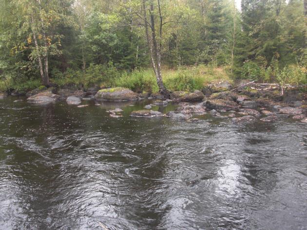 Delsträcka 4 Biotopbeskrivning Den nedre strömsträckan kan troligen påverkas av indämning vid vissa vattenflöden, men vid karteringstillfället bedömdes dock indämningen vara liten.