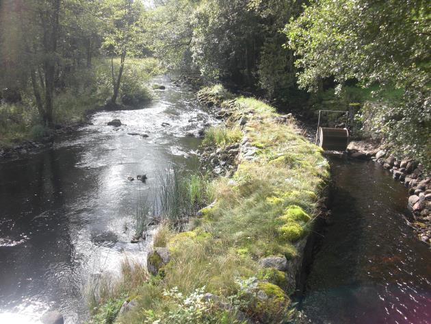 Delsträcka 12 Biotopbeskrivning Nedströms kvarnen vid Ryfors Gård ligger en kraftigt rensad strömsträcka. Ån löper i dels naturfåran, dels i den gamla kvarnrännan.