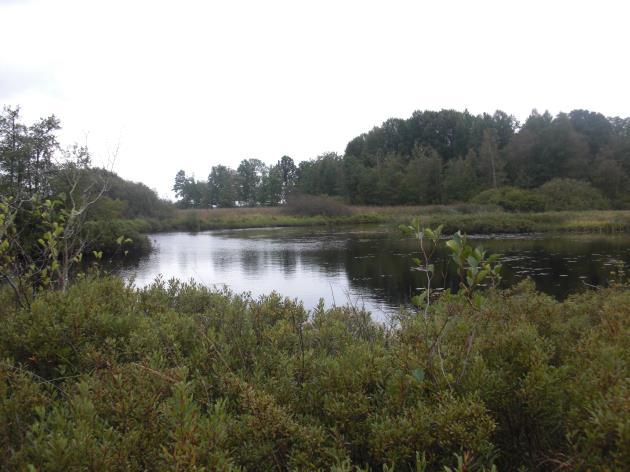 Delsträcka 15 Biotopbeskrivning Delsträcka 15 utgör nedre delen av Lillån mellan sjöarna Hängasjön och Römningen.