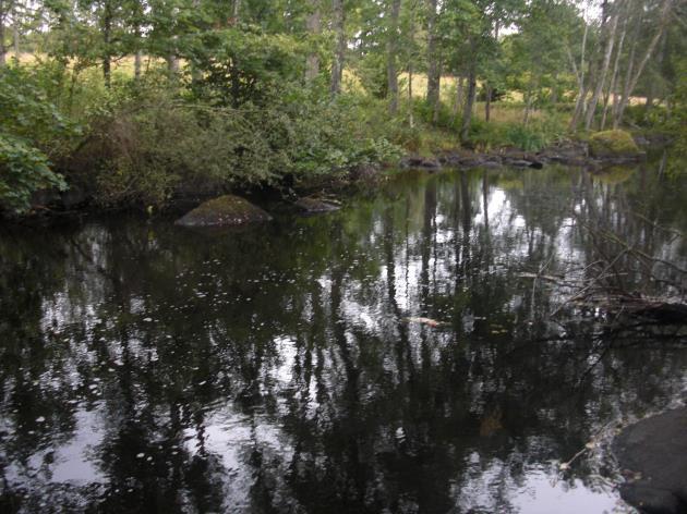 Delsträcka 17 Biotopbeskrivning Uppströms den gamla dammanläggningen är Lillån förändras karaktären helt. Lillån blir tämligen bred och djup.