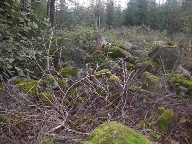 Bottensubstratet synes domineras av hårdbotten, framförallt block, sten och grus. Vattenväxtligheten är måttlig med förekomst framförallt av, Fontinalis.