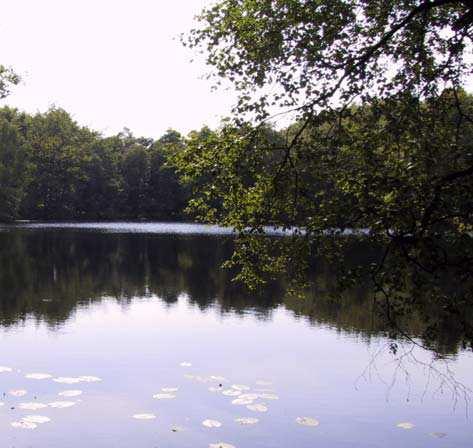 (7.5.6) 3 Bökesjön-Olstorpsån (3) Area: 130 ha, strandskydd, NATURA 2000 (del) Naturtyp: Bokskog, granplantering och lövsumpskog sjö, samt fuktiga ängsmarker.