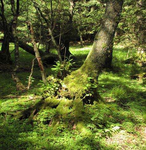 Häckeberga och består av bokskog i de västra delarna som i svackor gränsar till lövsumpskog. Delar av Habergsmossen, som dikades ut på 1800-talet, är i den centrala delen fortfarande öppen kärrmark.