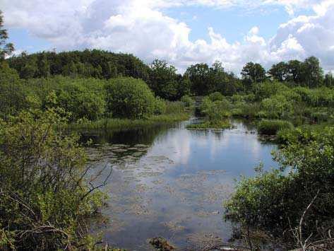 7 och analys (7.5.5) 6 Hagsholm (2) Area: 15 ha Status: Riksintresse (NV, F, PR), naturvårdsområde, NATURA 2000 Naturtyp: Lövskog, alkärr Motiv: N (7.5.5) 7 Nötabohus (3) Area: 7,1 ha Status: Riksintresse (NV, F,.