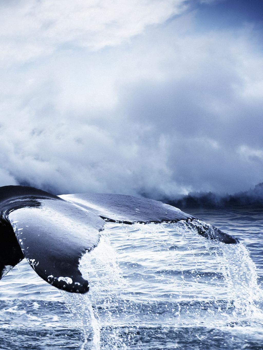 Studien Betreuer die Wahl Die Wale (Cetacea) sind eine rdnun tiere mit etwa 80