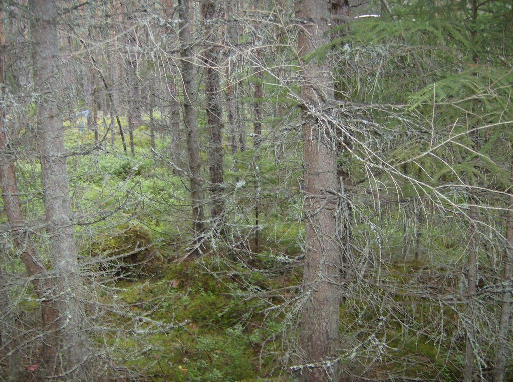 Provyta 3 Provyta 3 (figur 5) låg i skyddszonen och var bevuxen med 32 år gammal oröjt och ogallrad tät skog. Den låg mittemellan de två andra provytorna nära toppen på den svaga sluttningen.