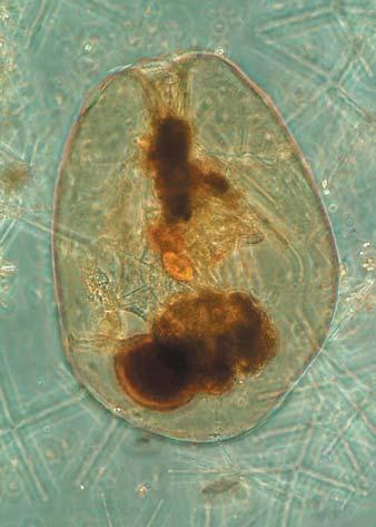 Djurplankton i biovolym (mm 3 /l) 3, 2,5 2, 1,5 1,,5 Cyanobakterier, Aphanizomenon sp.