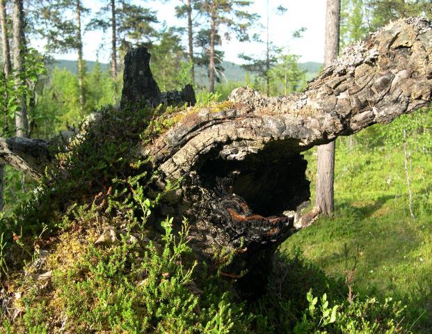 Äng och hagmark täckte stora arealer «Undersökningar mer eller mindre i Sjöbecks anda.visar nu hur i Sydsverige och Nordsveriges nedre delar. t.o.m. barrskogen till stor del växer på gammal kulturmark särskilt svedjeland och betesmarker men t.