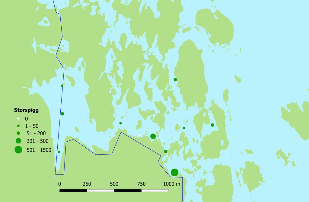 Figur 14. Fångst av årsyngel per skott av cyprinider i inre delen av Hargsviken 2017. Totalt lades 6 skott i området. Figur 15.