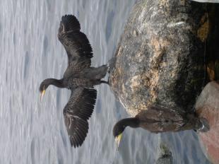 Fångst per ansträngning Hur påverkas rovfisken av klimatet?