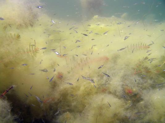 Storspigg en liten fisk med stor påverkan?