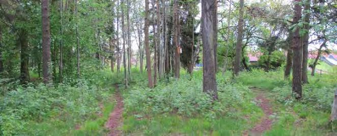 Naturmarken består främst av blandskog med stundtals hög koncentration av tall och gran. Annars växer det asp, hägg, cotoneaster, ek, björk och rönn. Rönnen bildar på vissa platser sly.