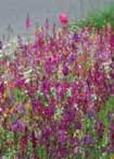 BOMBANDNINA Blomsterblandning medelhög art nr 338670 ttårig åtid: slutet April Maj Juni Blomning: juli september Höjd: 30 60 cm Innehåll: