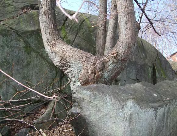 (VU) Skogslind Tilia cordata signalart