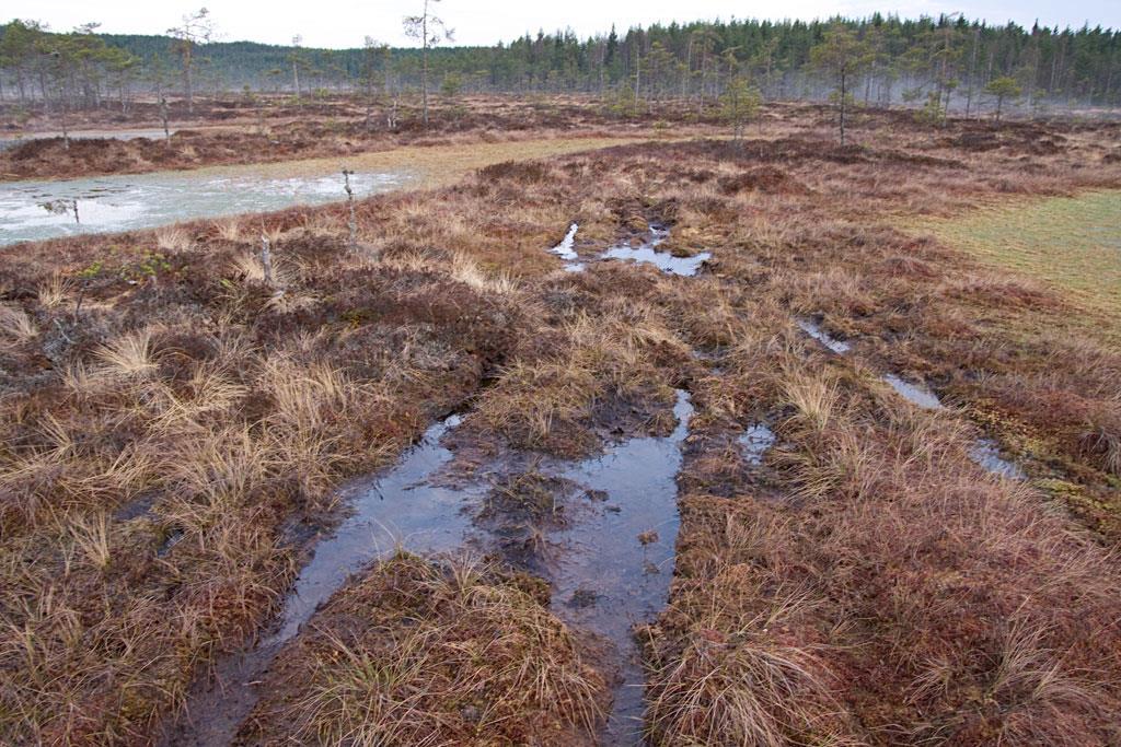 Knuthöjdsmossen. Foto: Lars Jansson.