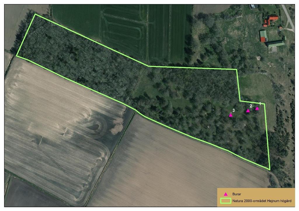 6. Hejnum högård Instängsling - Delvis god effekt av åtgärd, nästan hela syftet är uppnått Tre burar har uppförts för instängsling av plantor. Målet har varit att stängsla in 60 plantor totalt.