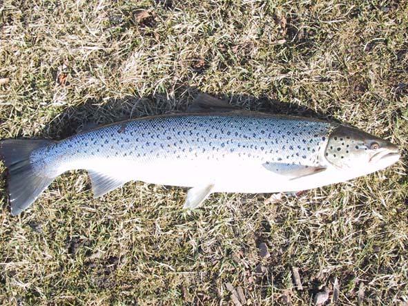 1 Sammanfattning Åldersanalys av havsöring har utförts från perioden 2001-2006. Dessa fiskar har jämförts med tidigare åldersbestämning från Emån.