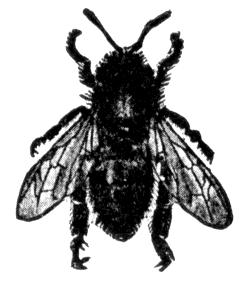Vill du odla bin på din lott? Roligt! Du får gärna maila oss svaren på info@snosatranorra.se. Eller lämna pappret till någon av oss i styrelsen. Läs mer på www.snosatranorra.se/biodling.