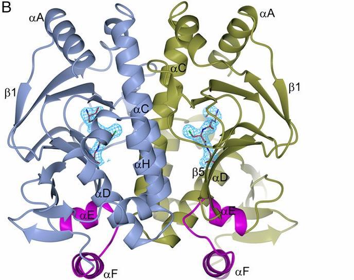 DNA AKTIVATOR + DNA Good et al.