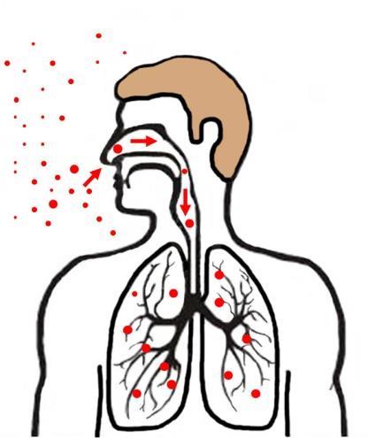 Mycobacterium tuberculosis: Kan gömma sig i lungorna under lång tid och sedan orsaka infektioner, trots