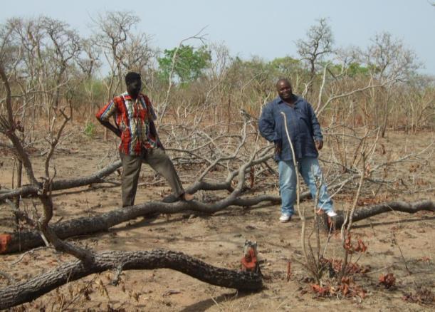 rades också inom markvård och agroforestry.