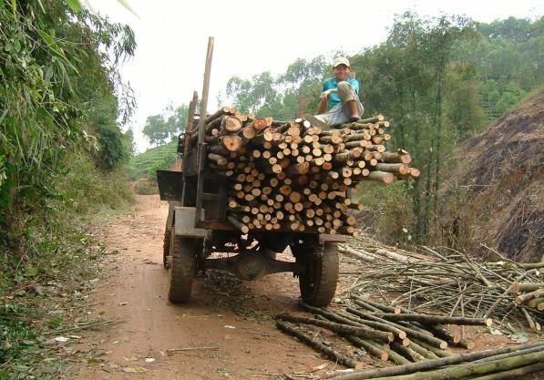 Vietnam Ett annat mycket stort skogsbiståndsland var Vietnam. Samarbetet sträckte sig under tiden 1971 till 2012.