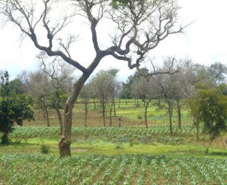 Internationella NGOs och tankesmedjor som får stöd inkluderar Rights and Resources Initiative (R&RI), WWF, IUCN, WRI och IIED, liksom Farm & Forest Facility vid FAO.