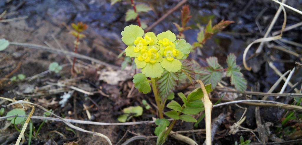 VILL DU BEVARA DIN SKOGS HÖGA NATURVÄRDEN? 21 Lövsumpskogar Den gemensamma nämnaren för dessa skogsområden är påverkan av vatten. Sumpskogarna är skogar på fuktig eller riktigt blöt mark.