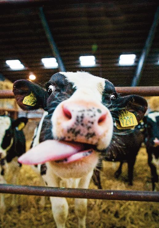 Framåt för biogasen! Användningen av biogas ökade med 30 % under 2017.