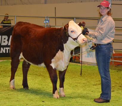 SM i köttras Showmanship (16st) Domare: Colton Hamilton, Kanada 1a.