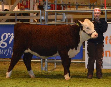 Hereford 4. Henrik Holmberg-Larsson, Hereford 5. Lowa Göransdotter, Hereford 6.