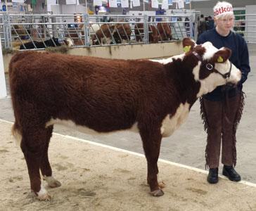 Showmanship Ungdom Miranda Lysell och 7339 Bårarps Amory Tre stycken ungdomar