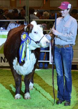 Klass 2 Dräktiga kvigor (10st) 1. Kat 16. 894 GPH MAINGOLOR FR HAI P828 Champion Hondjur, Supreme Champion Hereford och BÄST IN SHOW HONDJUR!