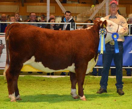 UPPFÖDARE / ÄGARE: GÖRAN JOHANSSON & HELENA JONSSON, GALTÅS, TRANÅS GPH Mainglor Fr Hai shown by Lowa Göransdotter 2. Kat 12.