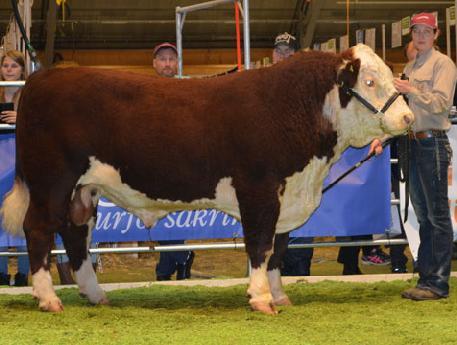 7521 DEVIL AV SVANAHOLM SWE 65705 Reserv Junior Champion FÖDD: 2012-02-09 FV 46KG 200D 345KG 365D 556KG MIX 104 PIX 108 FIX 86 AIX +1 FAR: 581 NOBLE ET AV MUNKA FF: OTAPAWA SKYMATE 2046 ET MOR: 505