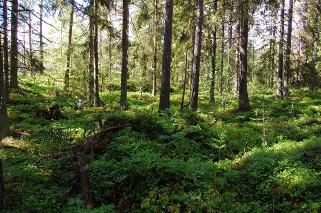 Tillståndet i skogsmiljön i Värmlands län. Resultat från Krondroppsnätet t.o.m. september 11. IVL rapport B 3.