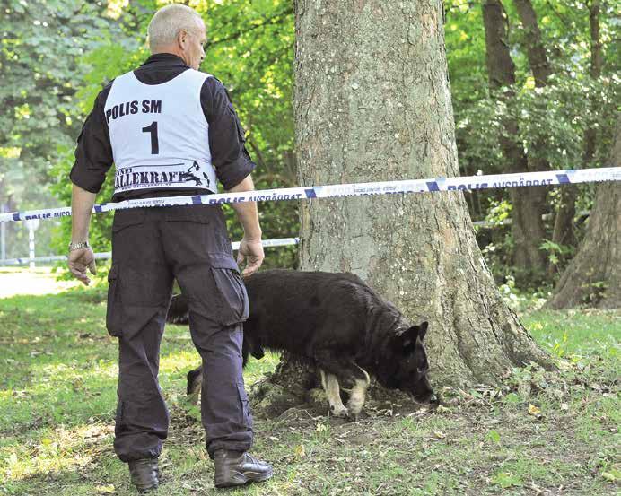 POLISENS HUNDFÖRARFÖRBUND Spårhundsgrupp Spårhundsgruppen Lydnad som i skyddshundsgruppen. Platsundersökning som i skyddshundsgruppen.