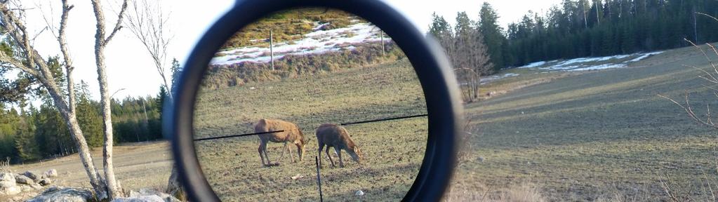 Avskjutning kronvilt Södermanlands län 2017/2018 Foto: Anders Nilsson Antalet fällda kronvilt i länet har