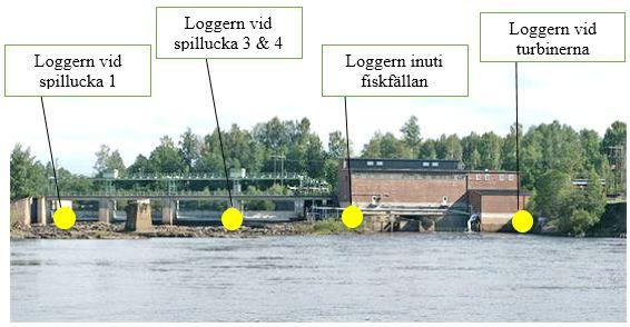 Figur 2. Lax (Salmon Salar) märkt med radiosändare (ATS F2120) precis under ryggfenan. Foto Anna Hagelin De märkta laxarnas förflyttning följdes genom utsatta stationära loggrar och manuell pejling.