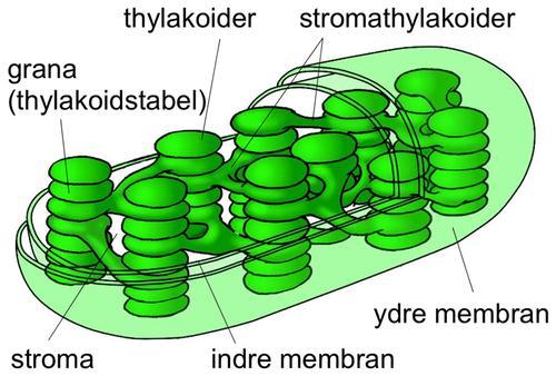 Kloroplaster med klorofyll