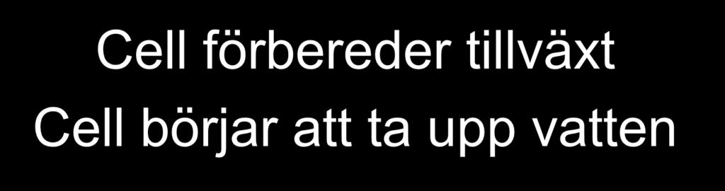 Cell förbereder tillväxt
