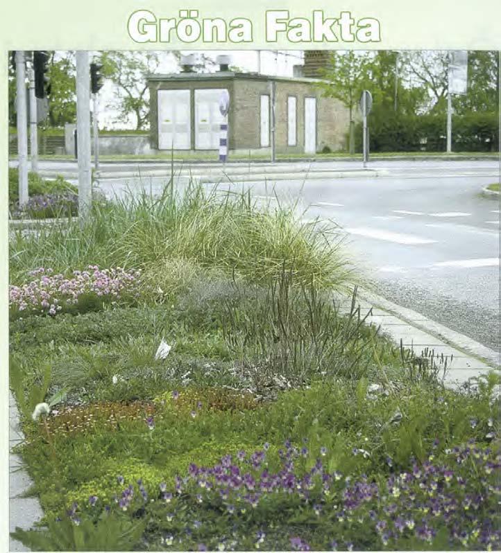 Örter och gräs i trafikmiljöer Sedan några år pågår en utveckling av vegetation lämpad för tätortsnära trafikmiljöer.