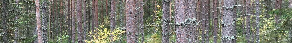 Från vägbom (markerad i skogskarta) är det ca 300 m att