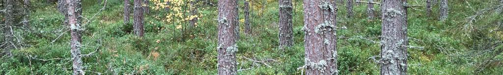 Skogsmark På fastigheten har det upprättats en