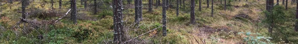 av markberedning och plantering i avdelning 7 om 0,8 ha