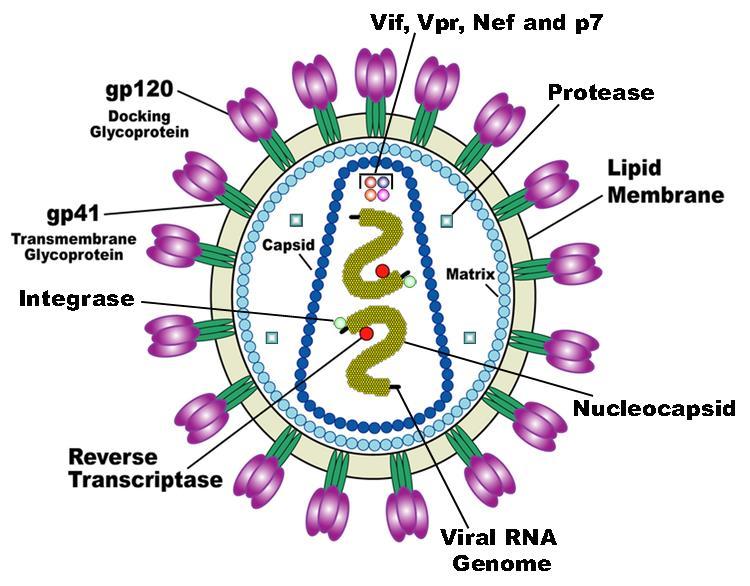 gp120 sitter fast på gp41 som går in i lipidhöljet, se figur 1.1. Innanför lipidhöljet finns det centrala kärnproteinet, p24, som är omslutet av en nukleokapsid.