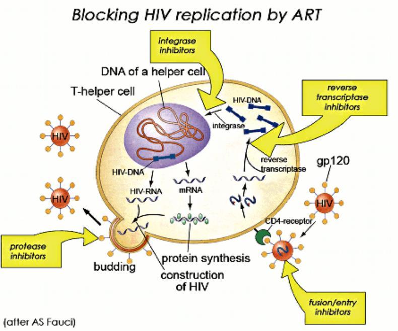 2.9. Behandling och bromsmediciner Nya behandlingsmetoder introduceras ständigt vilket har lett till att både mortaliteten och antalet hiv-drabbade som når slutskedet aids har minskat avsevärt.