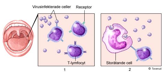 2005) Det finns flera olika former av T-lymfocyter och de aktiveras via direktkontakt med de celler som förändrats på grund av smittämnen.
